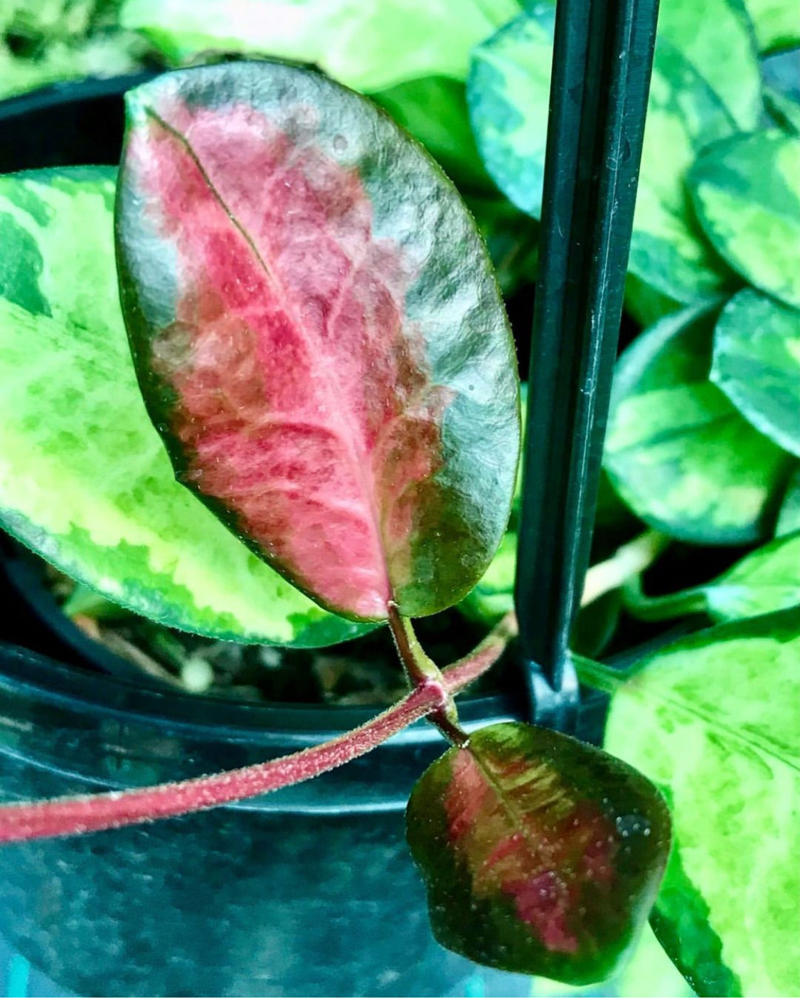 Hoya australis ssp. tenuipes 'Lisa' H288