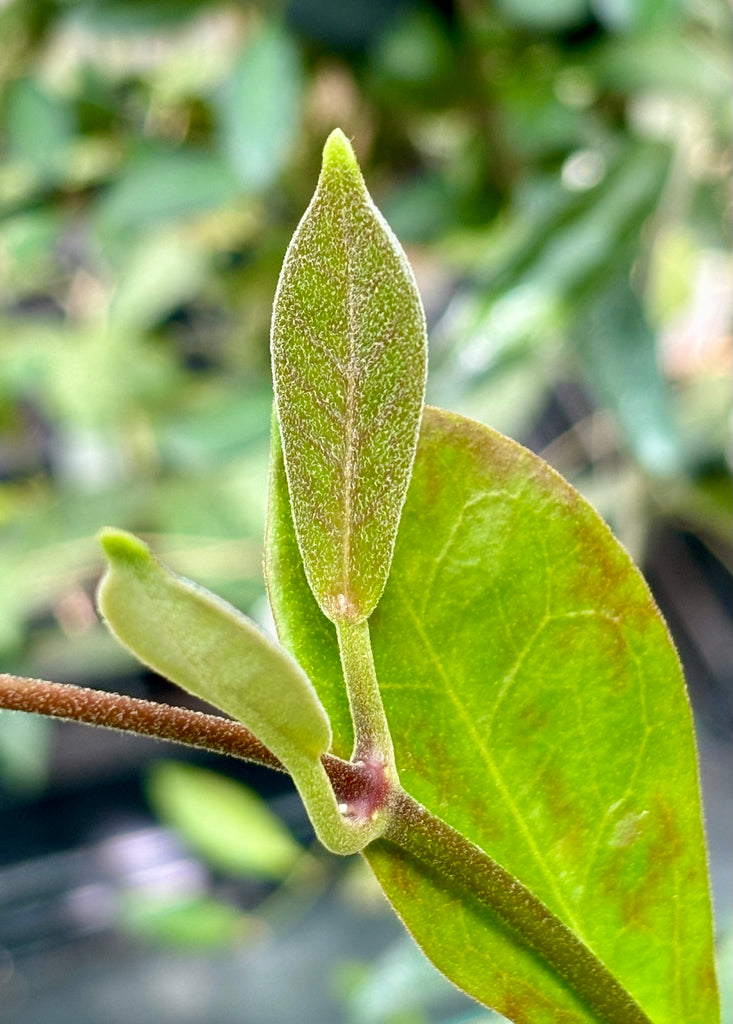 Hoya australis ssp. australis compacta H190