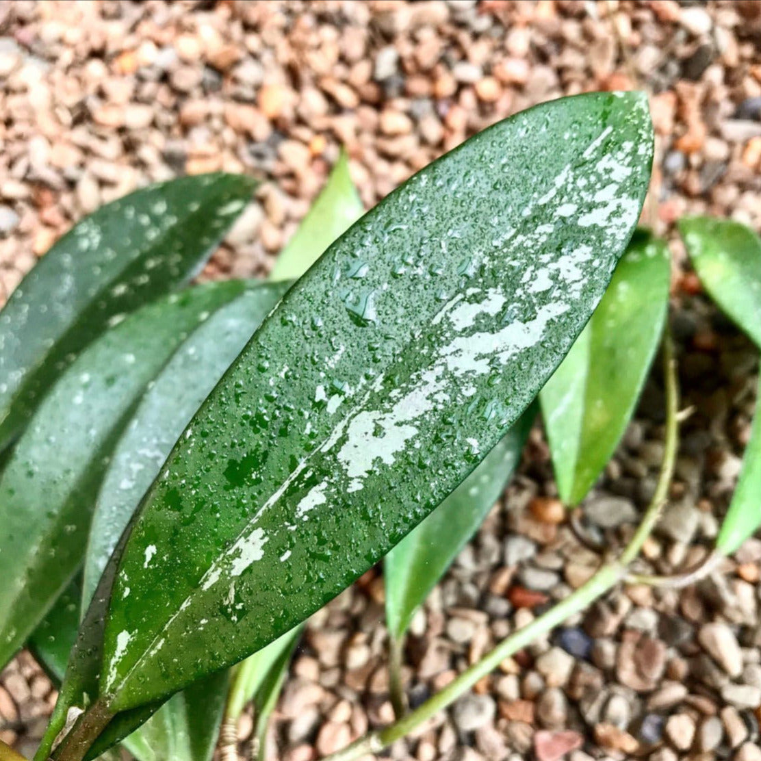 Hoya pubicalyx 'Silver Leaf' IML 0195 H285