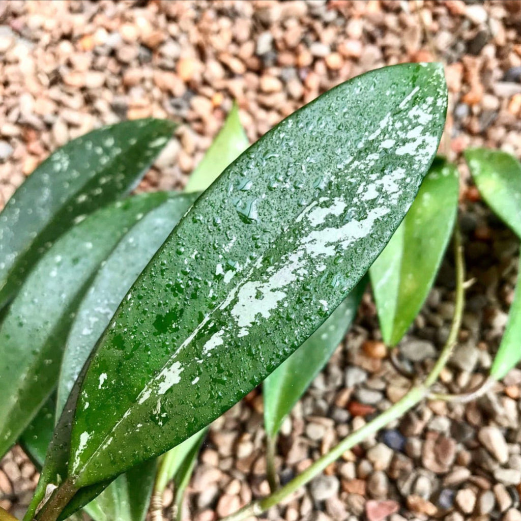 Hoya pubicalyx 'Silver Leaf' IML 0195 H285