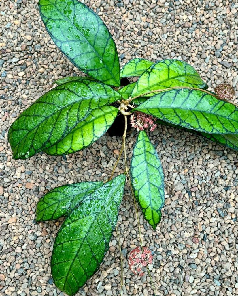 Hoya callistophylla Sabah IML 1762 H316