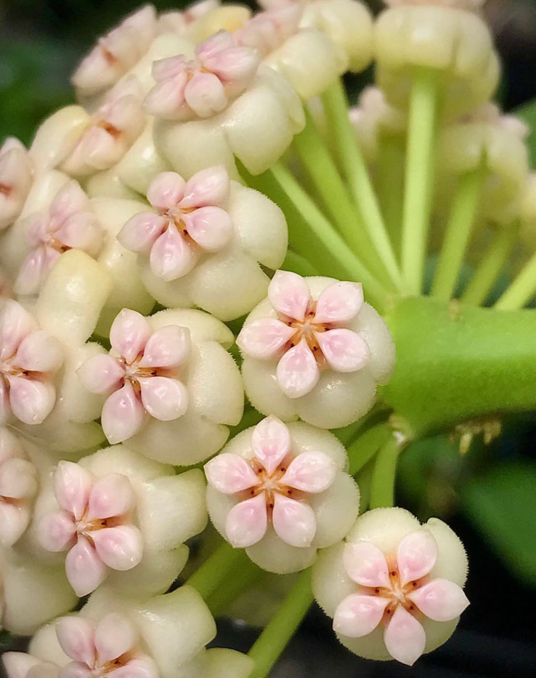 Hoya pachyclada IML 0523 H25