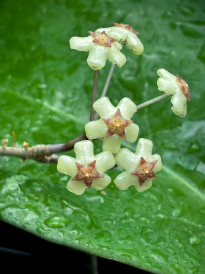 Hoya sp. Java IML 0452 H125