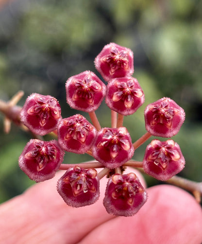 Hoya halophila IML 1116 H103
