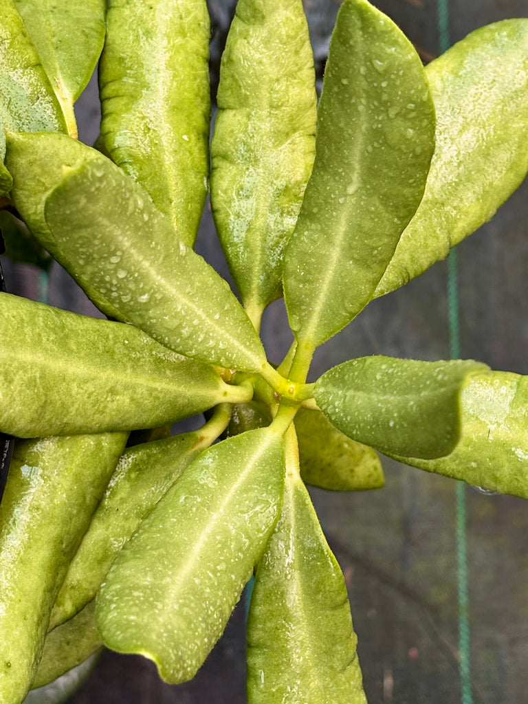 Hoya australis ssp. rupicola IML 1754 H198