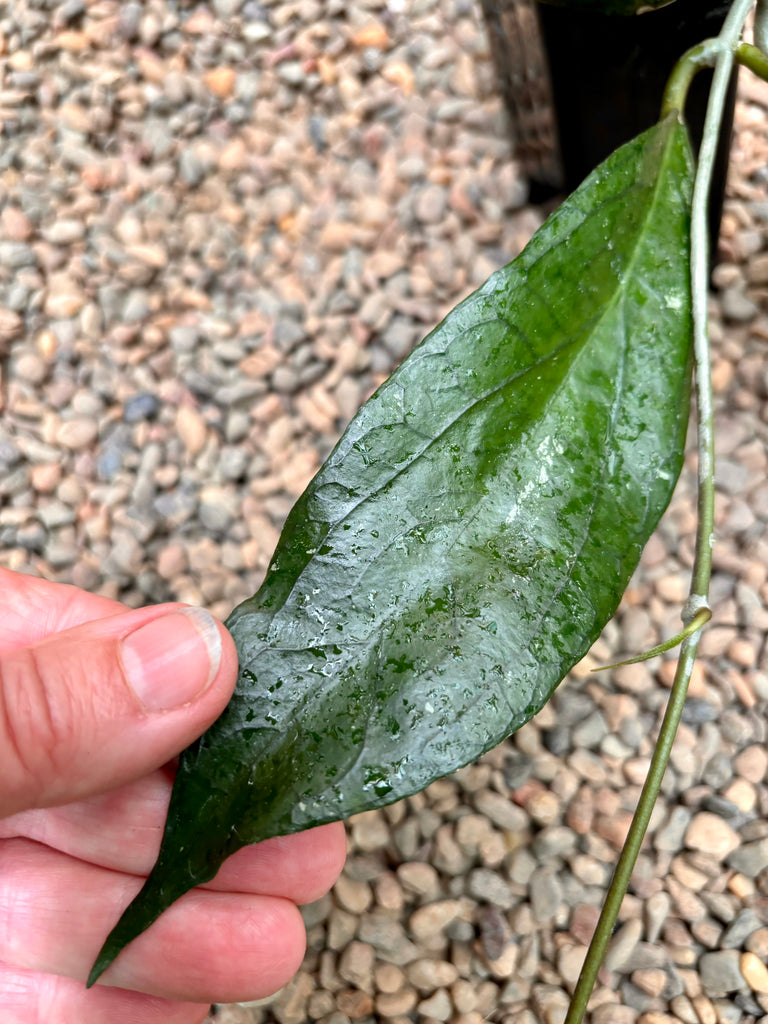 Hoya 'Tequila Sunrise' H449