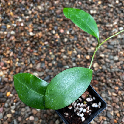 Hoya tomataensis Sulawesi IML 1632 H295