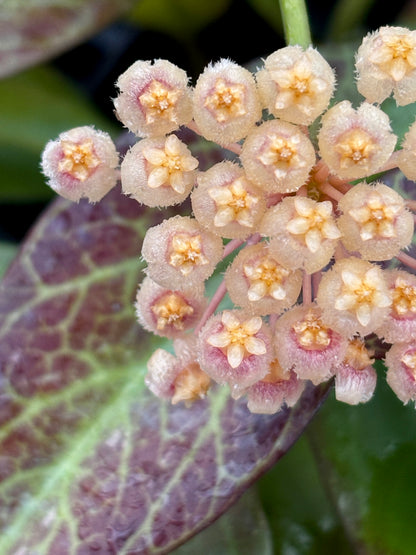 Hoya 'Sunrise' H178