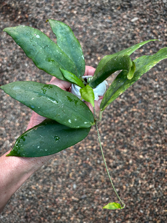 Hoya sp. Pahang NS07-064 (aff. scortechinii) H423