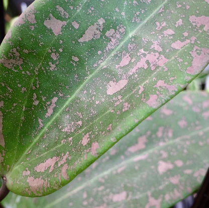 Hoya wibergiae IML 1618 H91