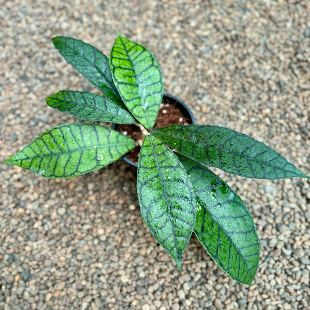 Hoya sp. Kalimantan IML 1168 H141