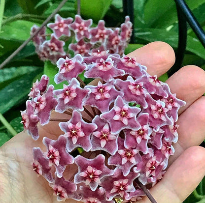 Hoya pubicalyx 'Pink-Silver' IML 0183 H76