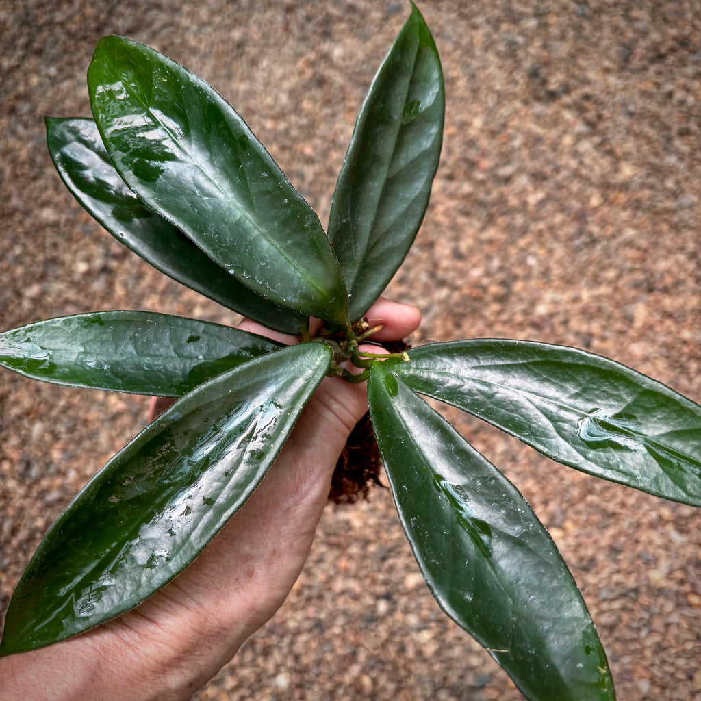 Hoya vangviengiensis H432