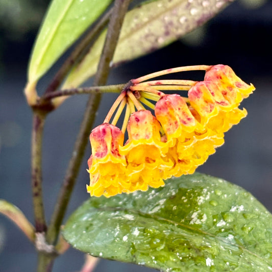 Hoya amicabilis H447
