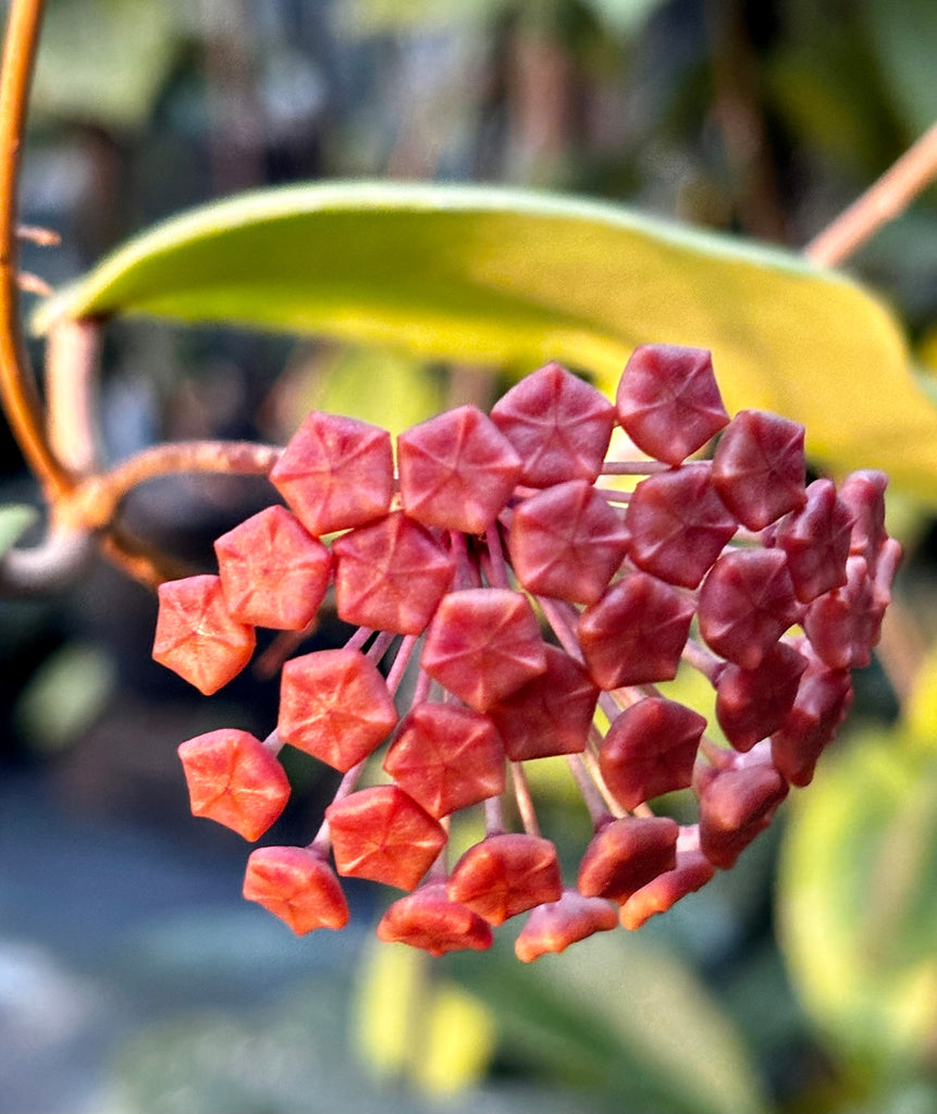 Hoya ilagiorum H183