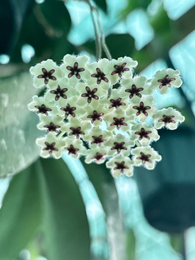 Hoya phuwaensis H317