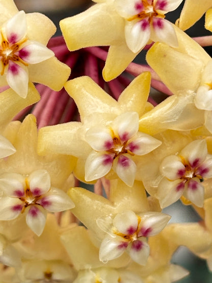 Hoya rigida IML 1424 H80