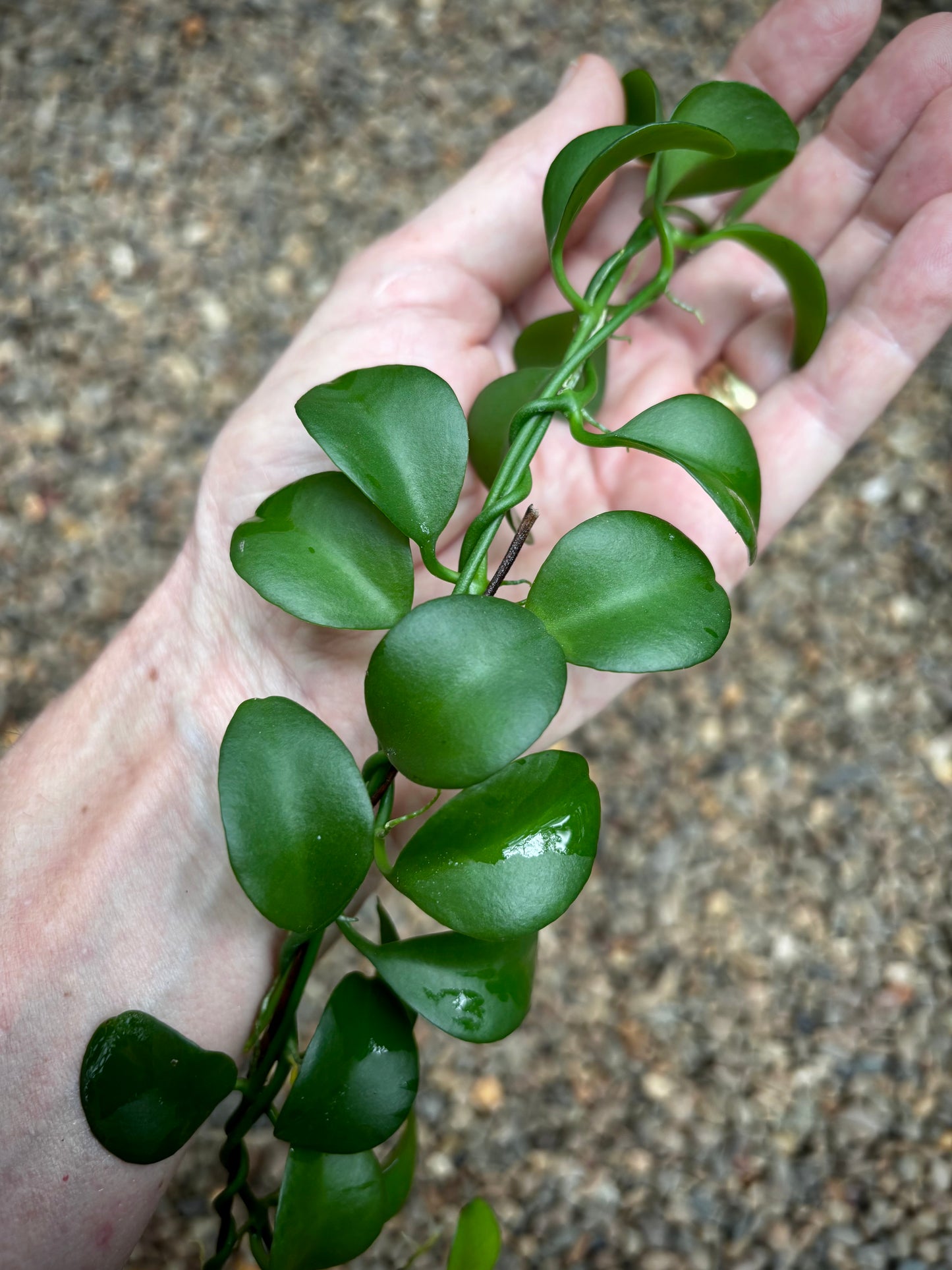Dischidia sp. Geri D22