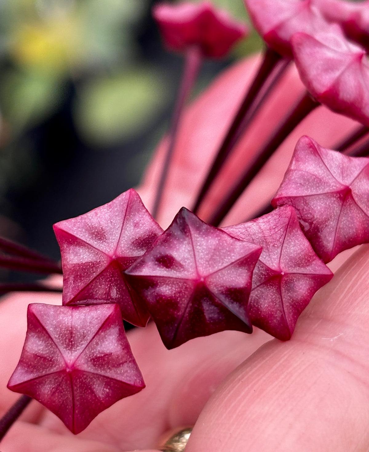 Hoya pubicalyx 'Chinese Black' H407