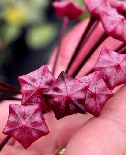 Hoya pubicalyx 'Chinese Black' H407
