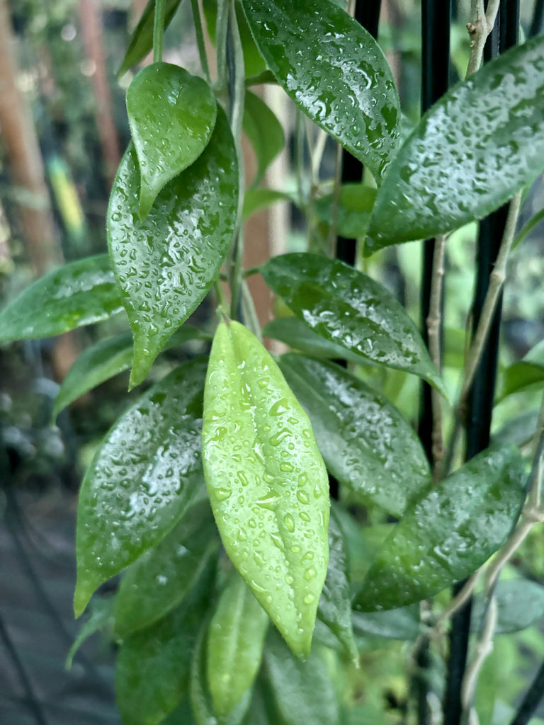 Hoya australis ssp. sanae IML 0171 H278