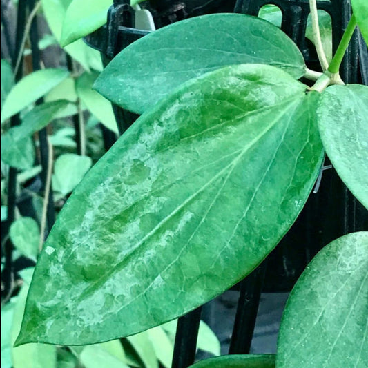 Hoya aldrichii IML 1418 H217