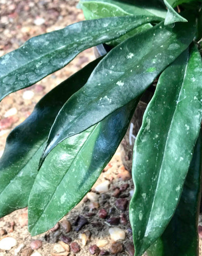 Hoya griffithii IML 1856 H299