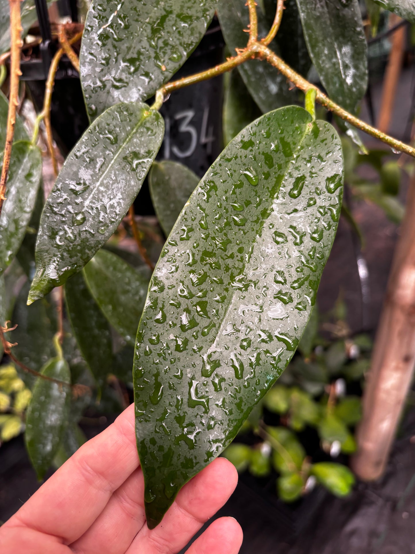 Hoya macgillivrayi H34