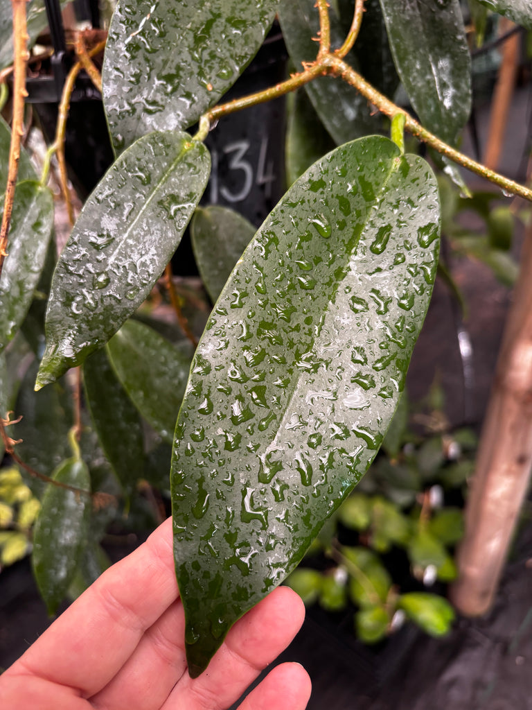 Hoya macgillivrayi H34