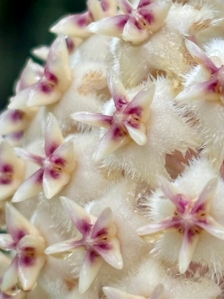 Hoya erythrostemma 'white' IML 1428 H230