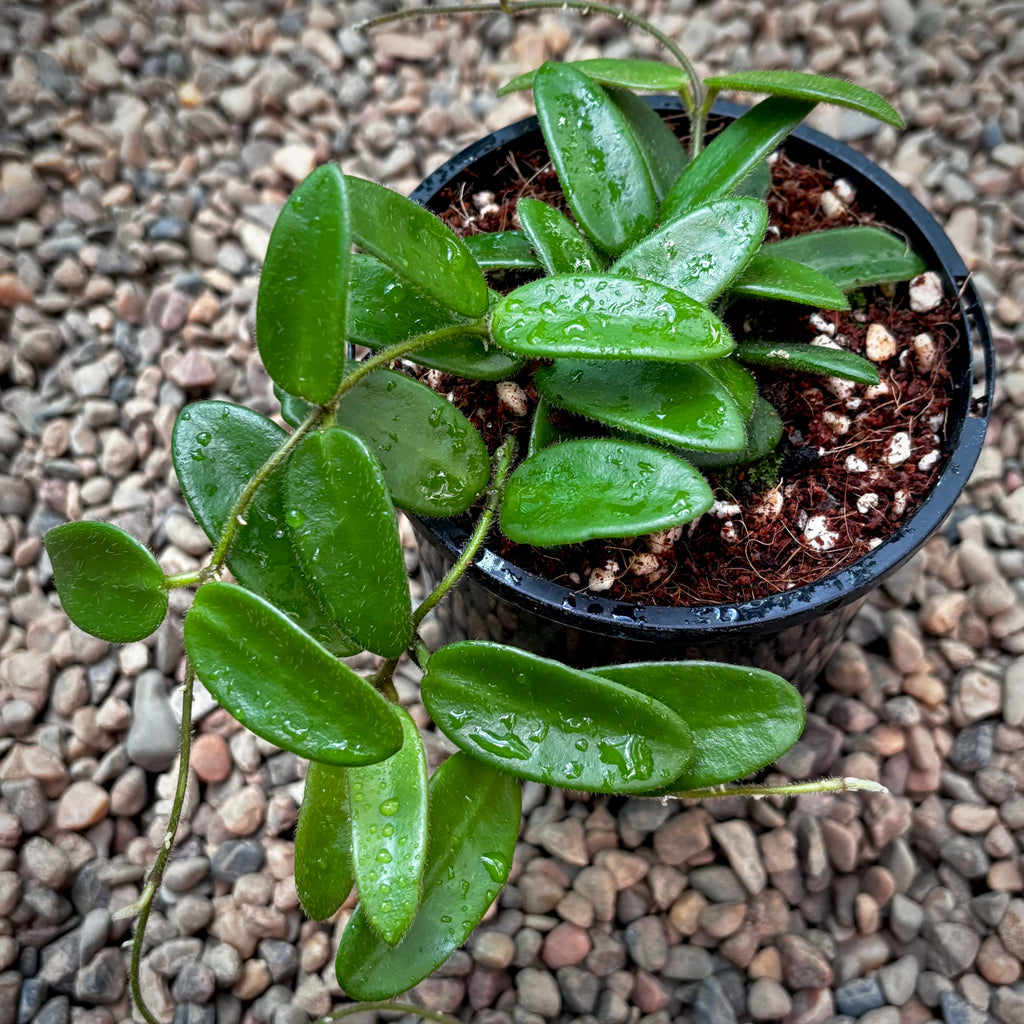 Hoya spectatissima H420