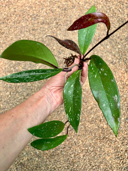 Hoya pubicalyx 'Chinese Black' H407