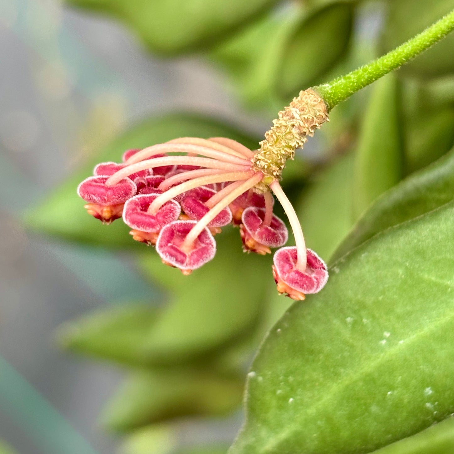 Hoya sp. aff. burtoniae H191