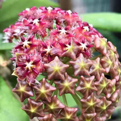 Hoya mindorensis H40