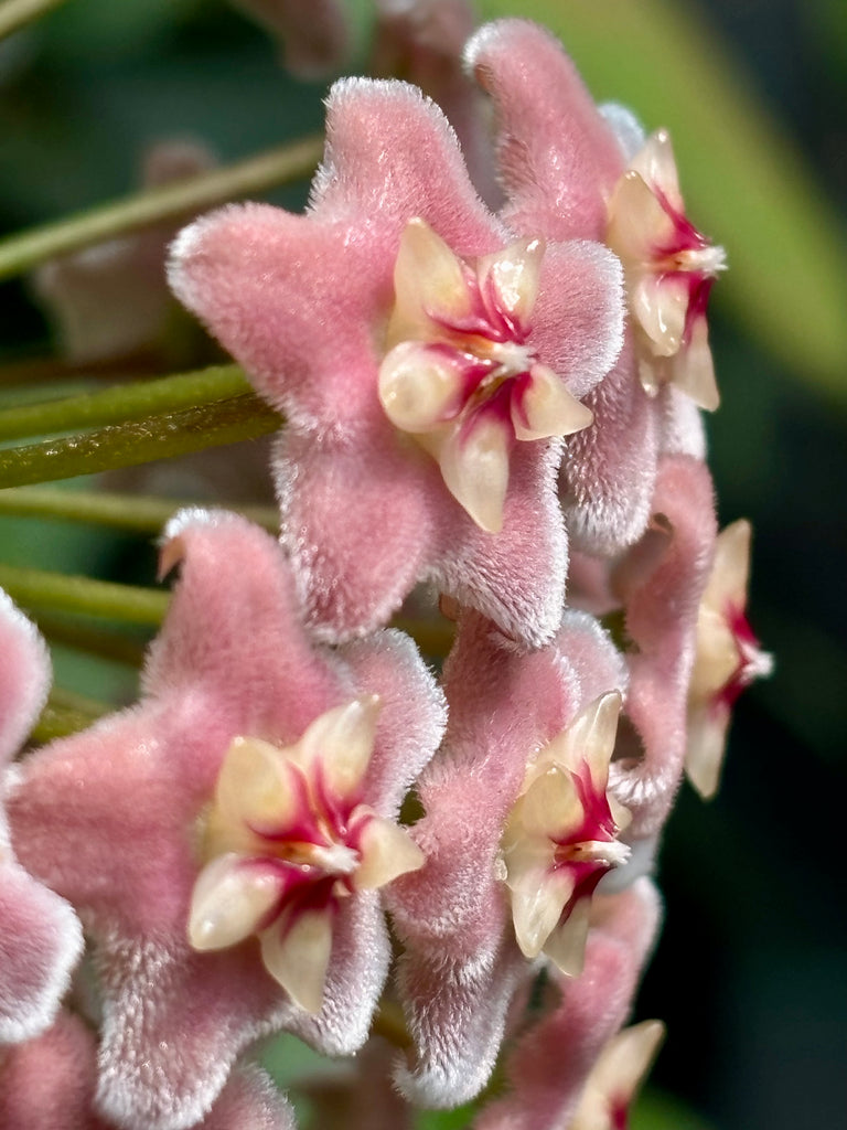 Hoya species 'Pink' H193