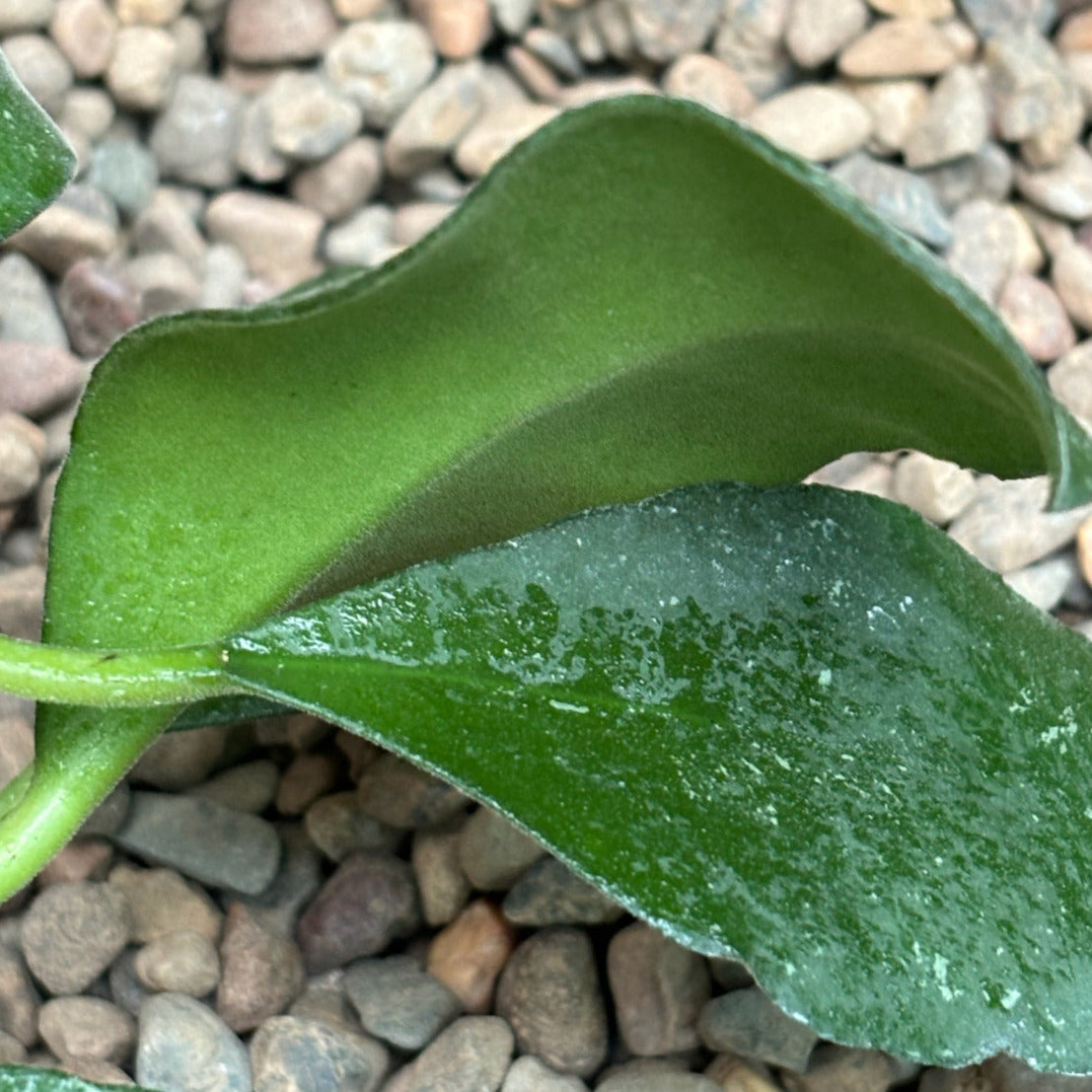 Hoya waymaniae Nabawan Sabah H383