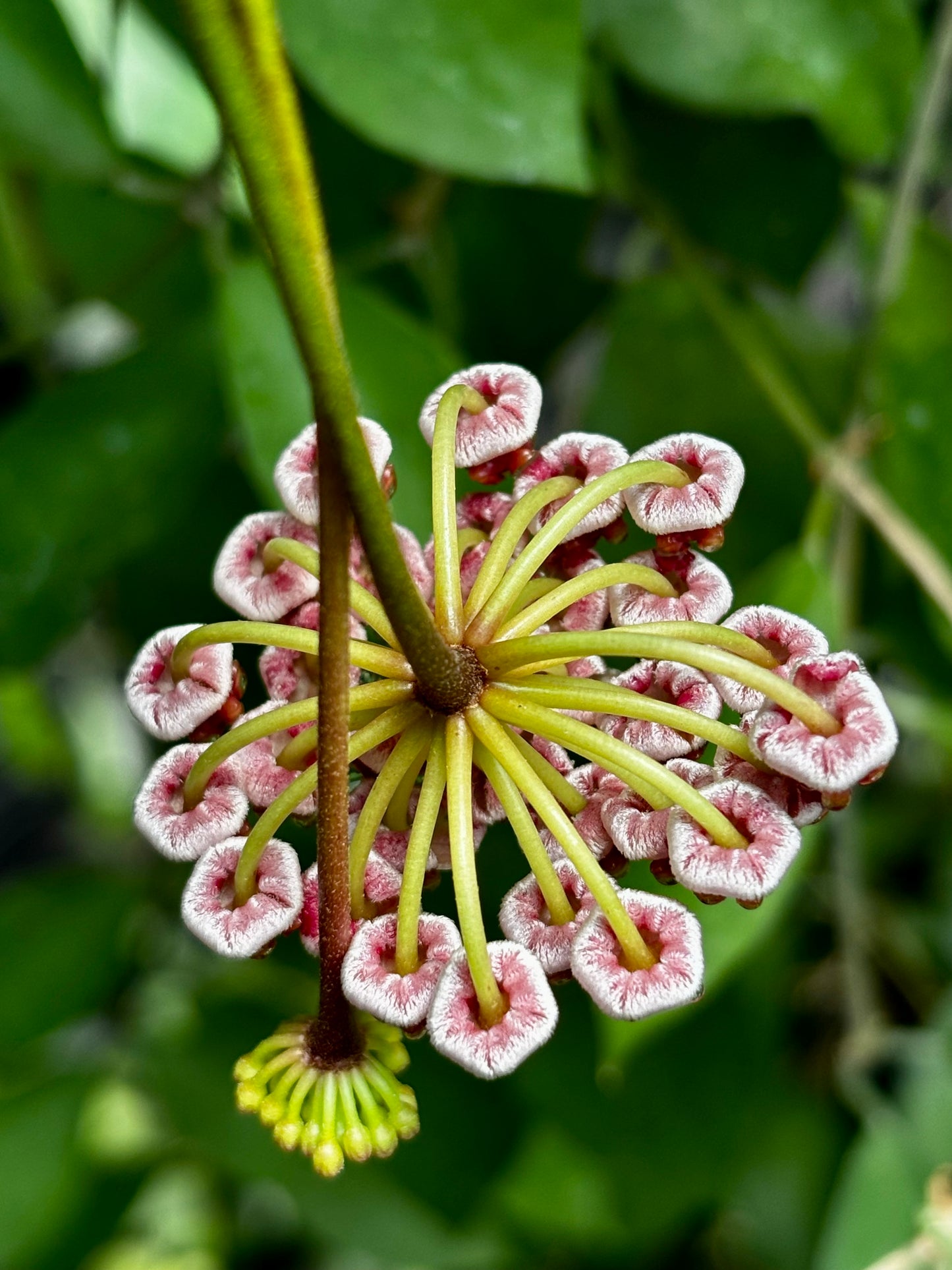 Hoya halophila IML 1116 H103