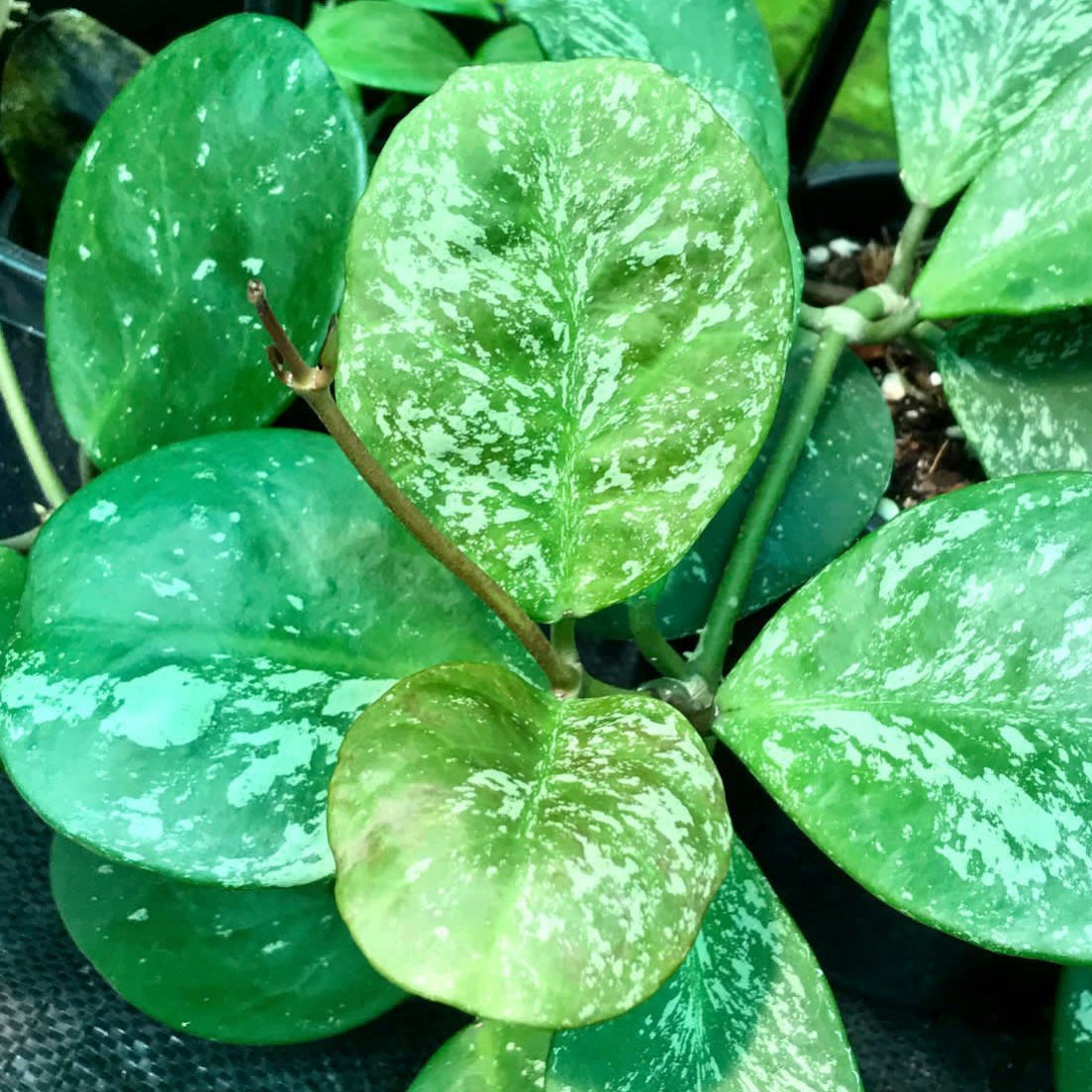 Hoya obovata (splash) H272