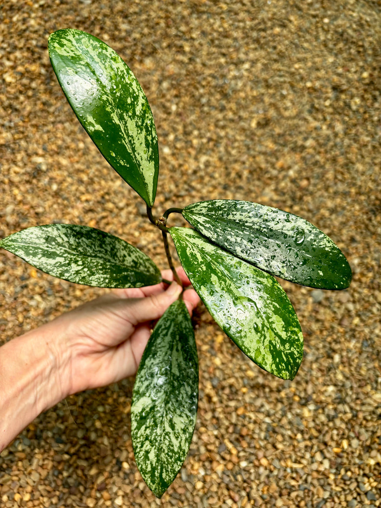 Hoya pubicalyx (splash) H267