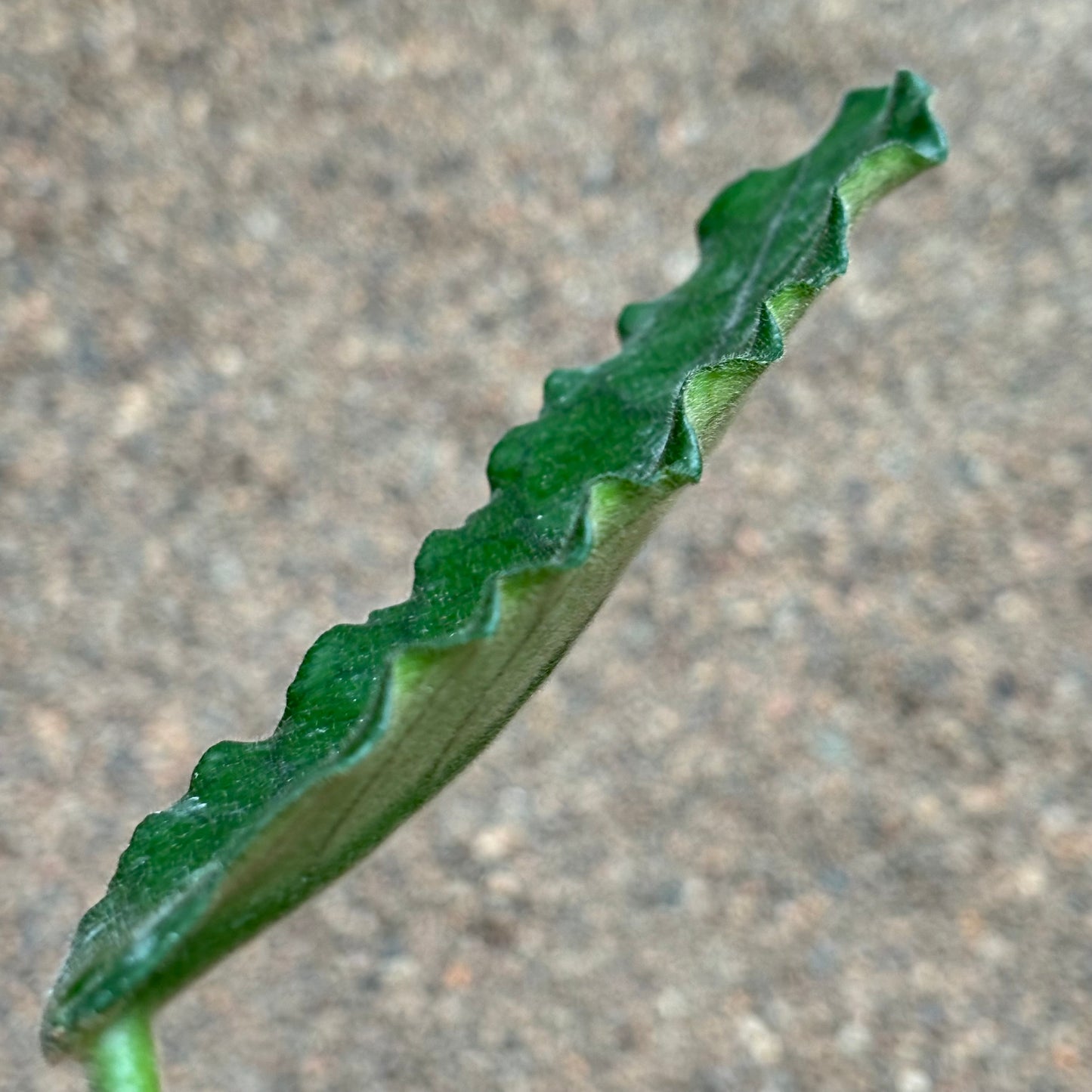 Hoya aff. villosa IML 0905 H117