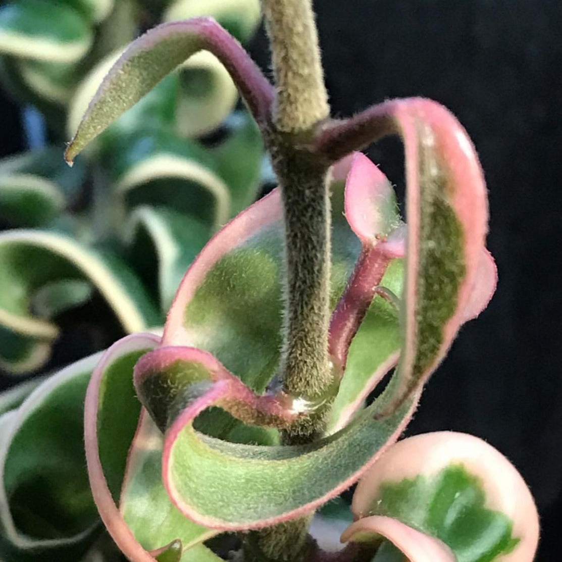 Hoya compacta Indian Rope - outside variegate H43