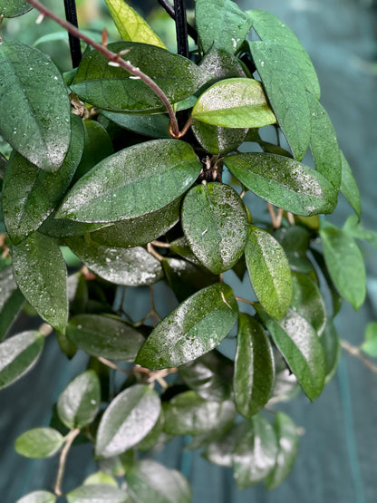 Hoya pubicalyx X fungii H363