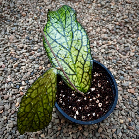 Hoya sp. Lampung H489