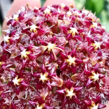 Hoya mindorensis ssp. Superba  IML 0768 H169