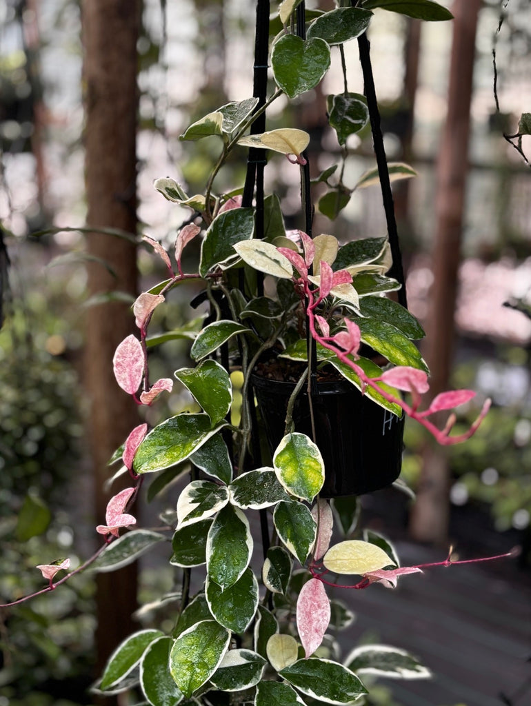 Hoya carnosa 'Tricolor' IML 0077 H130