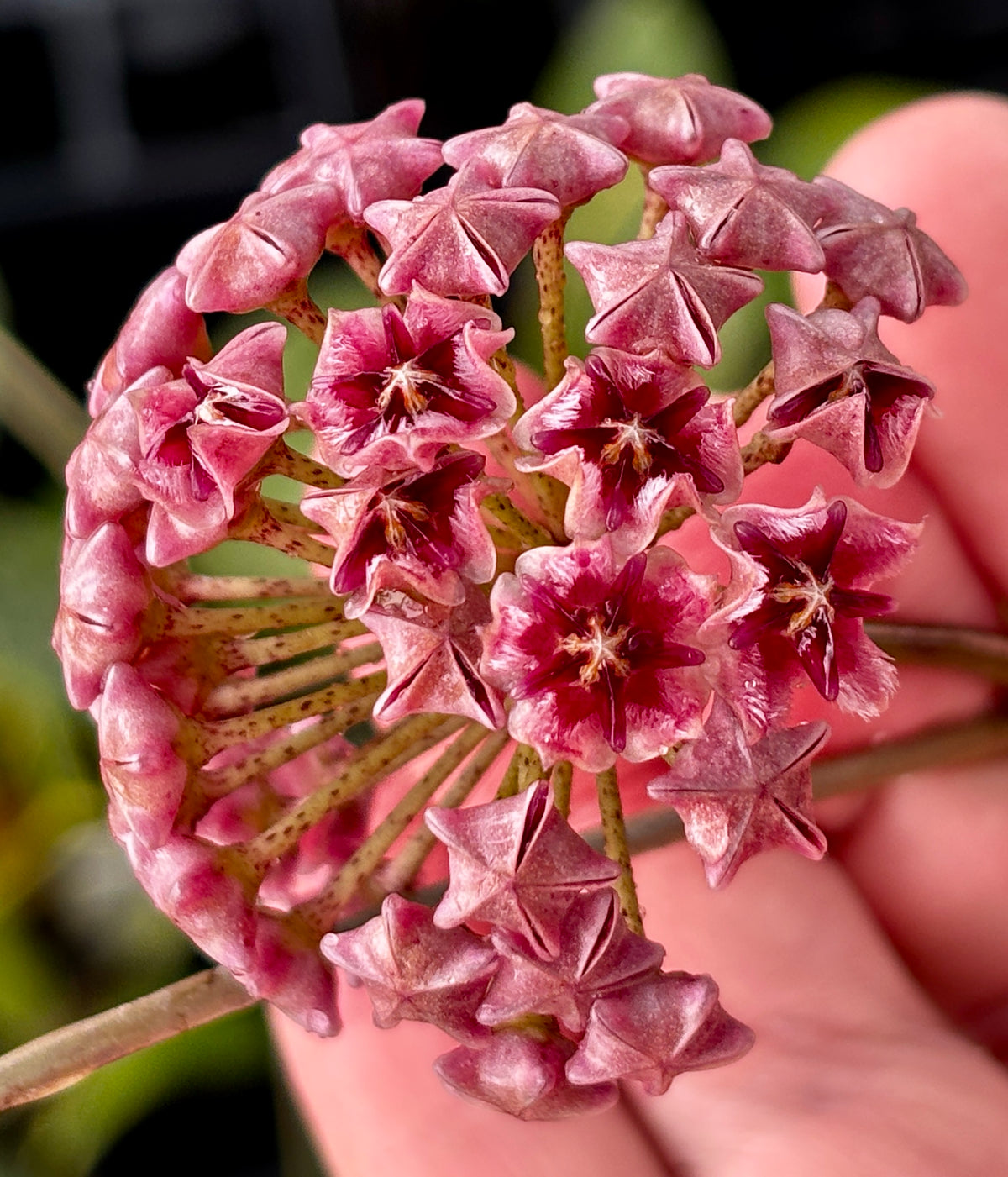 Hoya erythrostemma 'red' IML 1423 H58