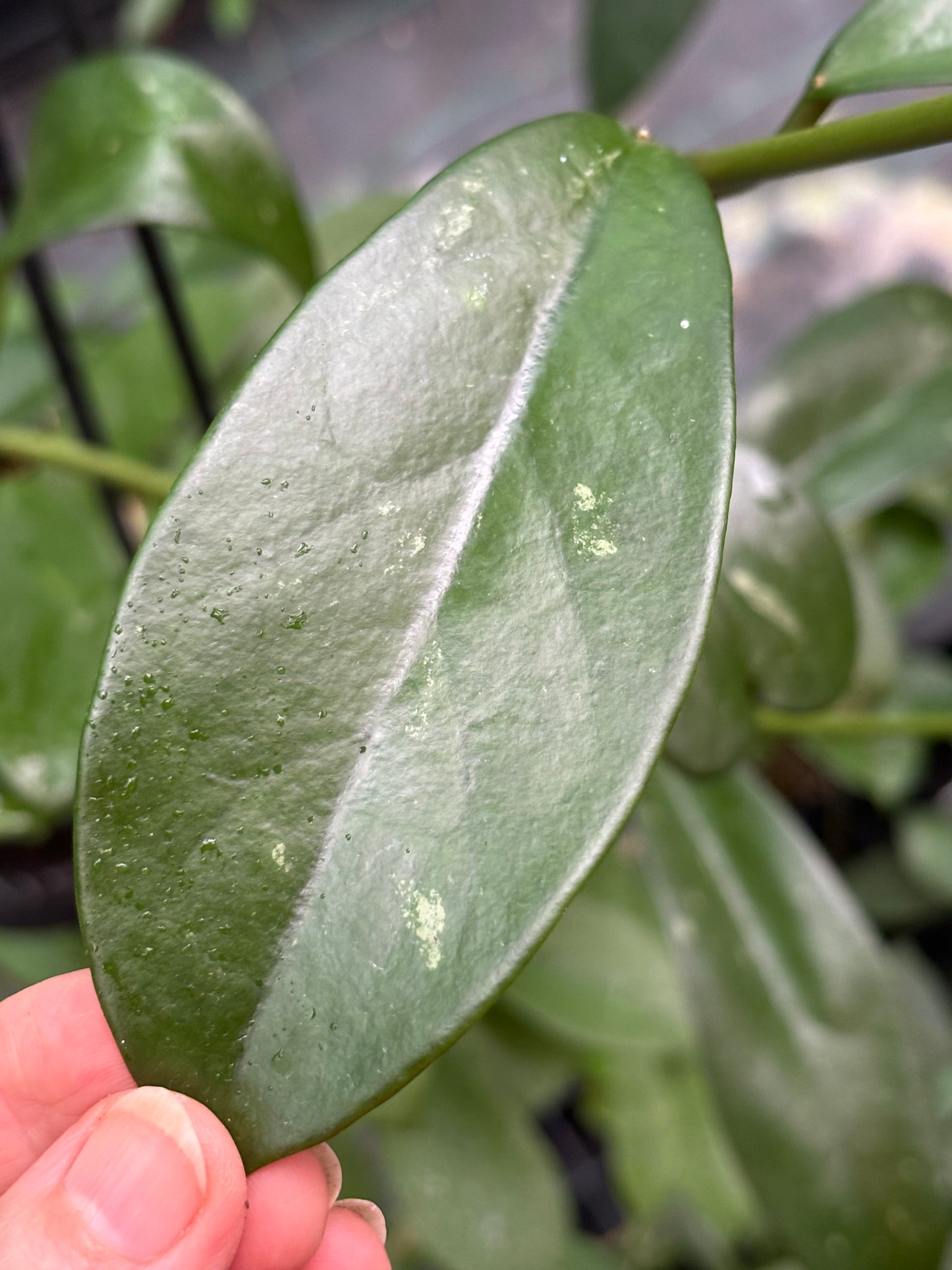 Hoya diversifolia H151