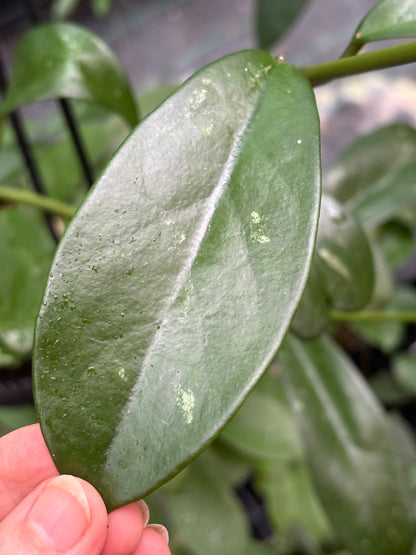 Hoya diversifolia H151