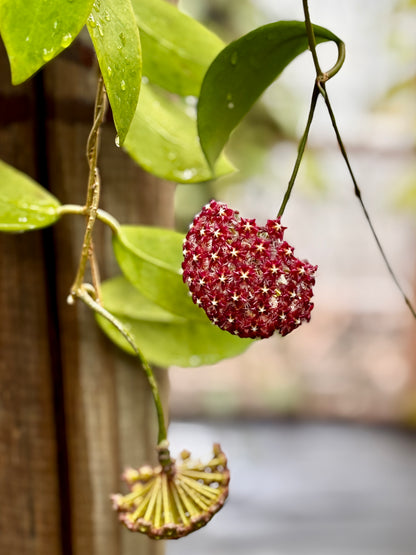 Hoya mindorensis ssp. Superba  IML 0768 H169