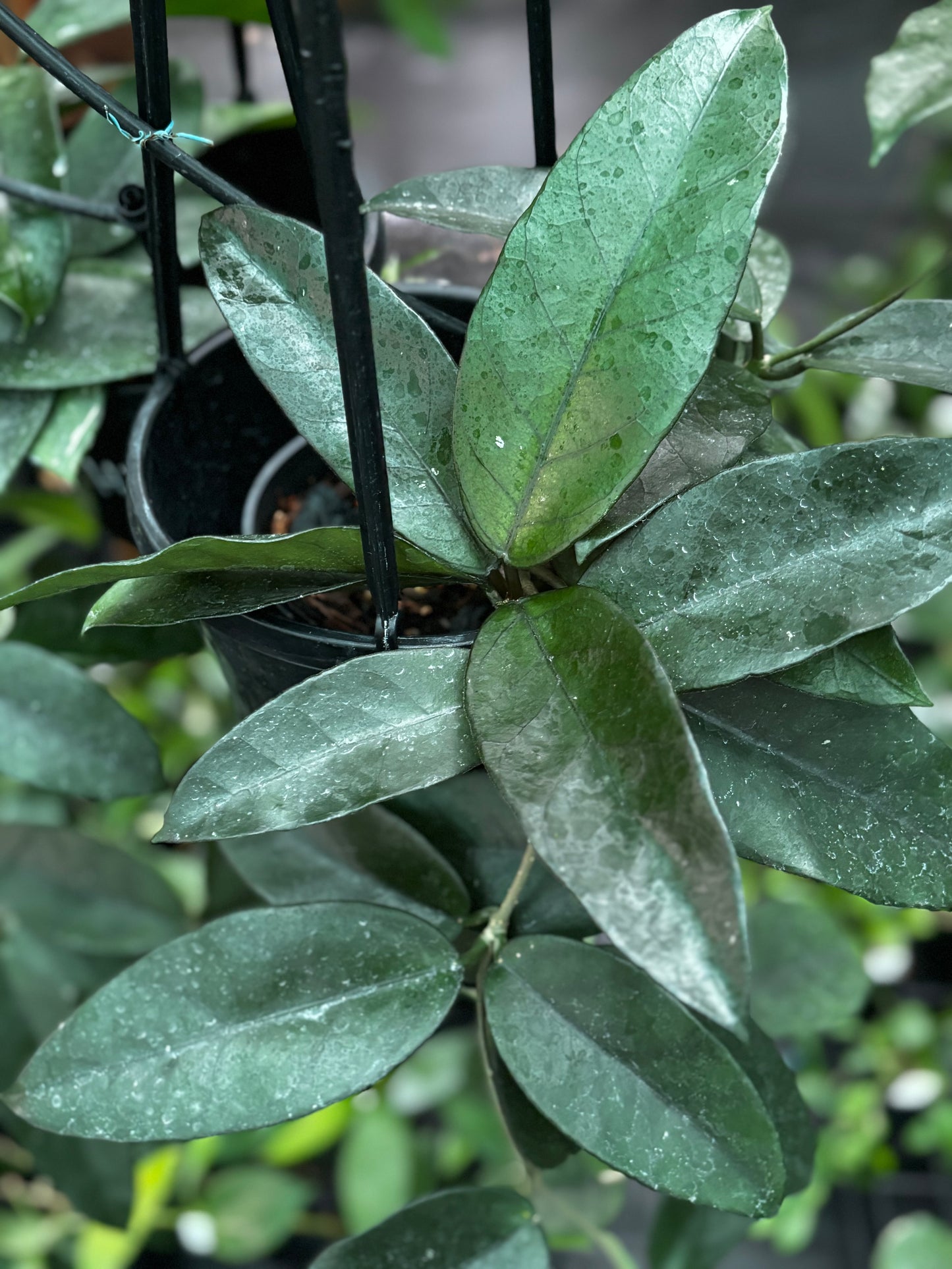 Hoya dasyantha H307